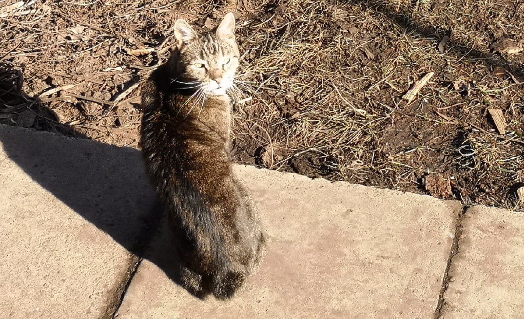 Саратовцы переживают о судьбе бездомных животных в преддверии холодов